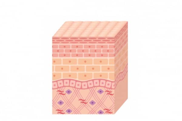 改善後的皮膚結構示意圖，顯示皮膚在治療後的健康狀態，強調膠原蛋白的再生。